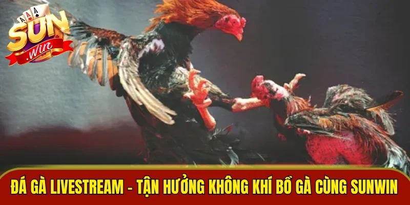 Đá Gà Livestream