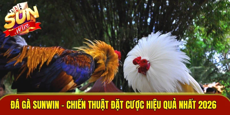 Đá Gà Sunwin
