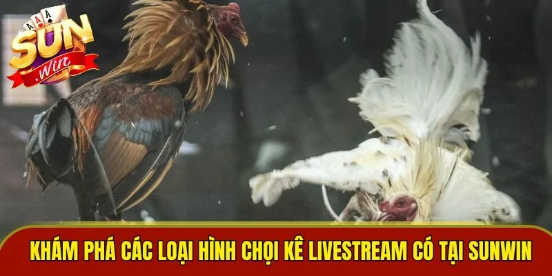 Khám phá các loại hình chọi kê livestream có tại SUNWIN