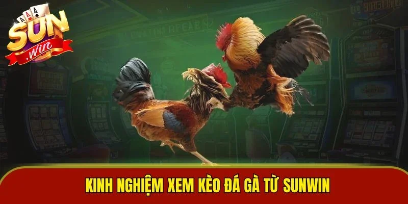 Kinh nghiệm xem kèo đá gà từ Sunwin
