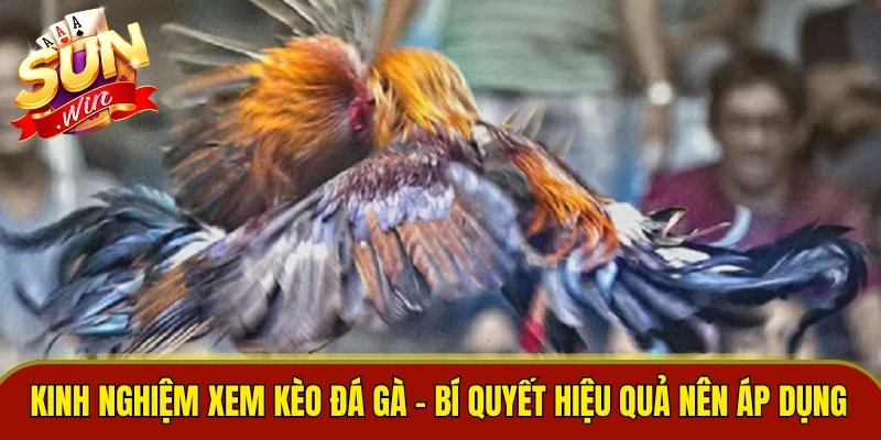 Kinh Nghiệm Xem Kèo Đá Gà