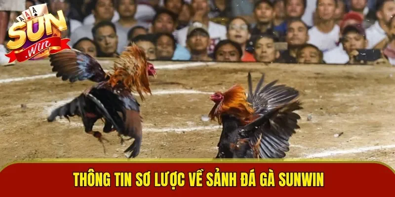 Thông tin sơ lược về sảnh đá gà Sunwin