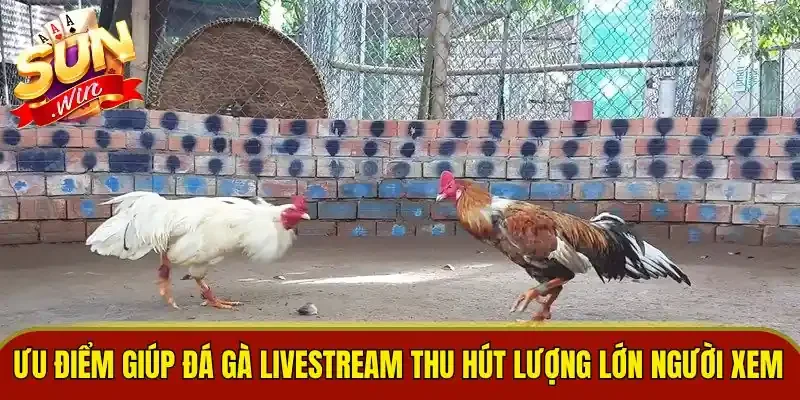 Ưu điểm giúp đá gà livestream thu hút lượng lớn người xem